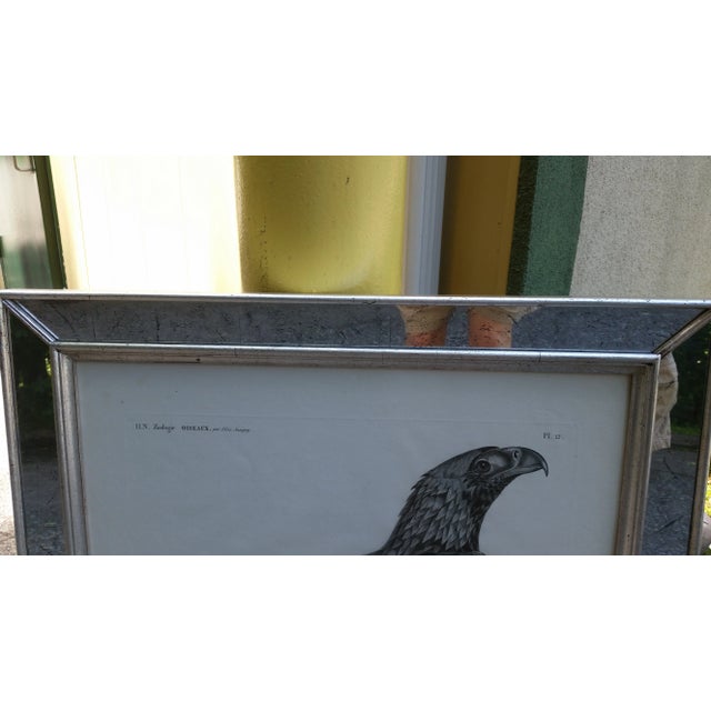 Description De l'Égypte Imperial Eagle Engraving, Savigny, Barraband, Circa 1826 For Sale - Image 11 of 12