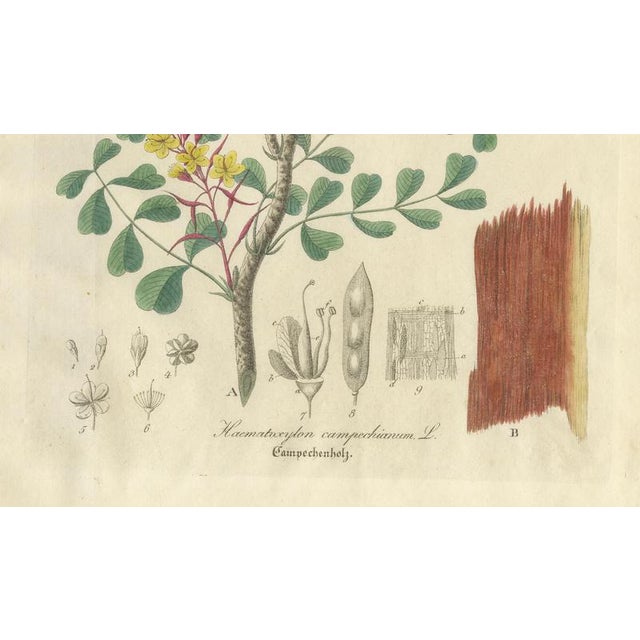 Haematoxylon Campechianum, 1800s, Paper For Sale - Image 5 of 10