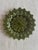 Set of 12, Lemon Leaf pattern majolica Salad Plates by SECLA. (see below for detail on this majolica manufacterer.) These...