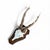 1980s 1980s Roe Deer Trophy 25 With Jaw Bone, Black Forest Antlers For Sale - Image 5 of 6