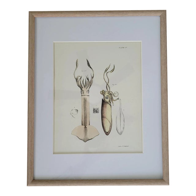 1840s Antique Hand Colored Squid Lithograph by Lith of Endicott, New York For Sale
