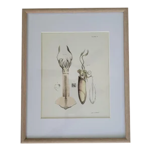 1840s Antique Hand Colored Squid Lithograph by Lith of Endicott, New York