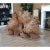 1970s Vintage Live Edge Tree Root Sculpture For Sale - Image 4 of 12