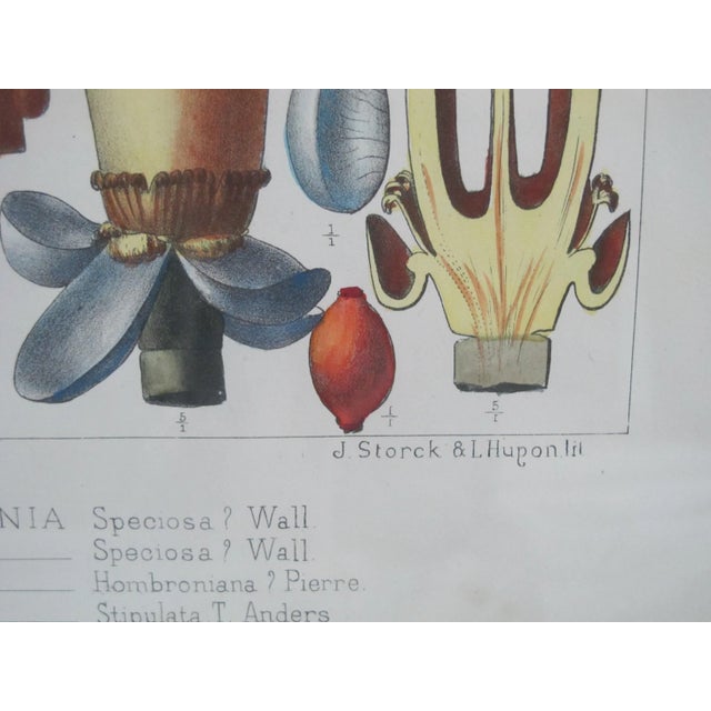 Antique L Pierre & E Delpy Hand Colored Framed Botanical Print Plate 79 For Sale In Portland, OR - Image 6 of 10