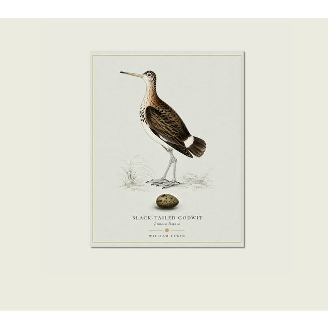 Not Yet Made - Made To Order William Lewin 1789 Waterbirds Fine Art Gallery Board Print - Black Tailed Godwit For Sale - Image 5 of 13