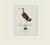 Not Yet Made - Made To Order William Lewin 1789 Waterbirds Fine Art Gallery Board Print - Black Tailed Godwit For Sale - Image 5 of 13