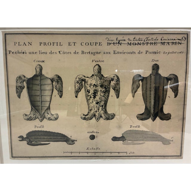 Large-scale framed natural-history artwork by Natural Curiosities, reproducing an unusual 18th-century French scientific...