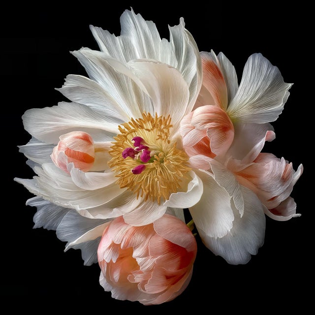 A hyper-detailed botanical study of a peony in full bloom, its porcelain-white petals streaked with coral and blush,...