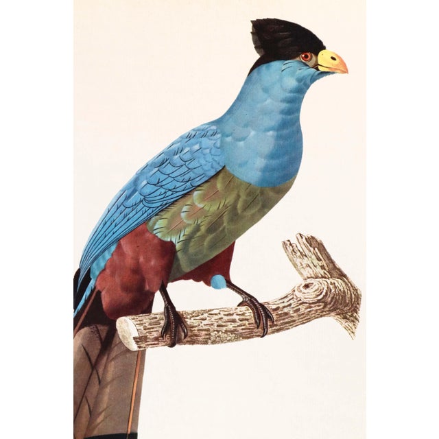 French Provincial 1960s French Bird Print, Jacques Barraband, the Giant Touraco For Sale - Image 3 of 4