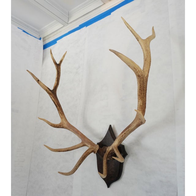 Trophy Elk Stag Antler Mounted on Wooden Plaque 12 Point 6 Right 6 Left Would look beautiful on its own above a fireplace...