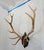 Trophy Elk Stag Antler Mounted on Wooden Plaque 12 Point 6 Right 6 Left Would look beautiful on its own above a fireplace...