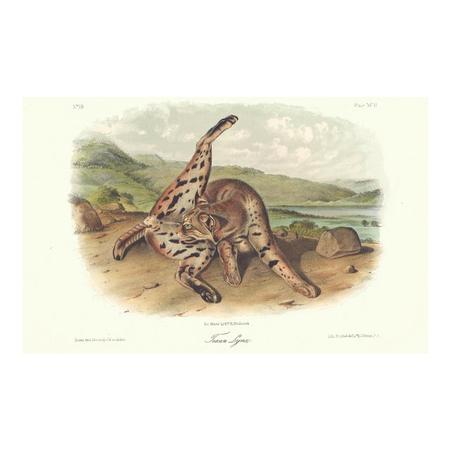 1851 Audubon Quadruped Octavo Lithograph "Plate 92 Texan Lynx" For Sale