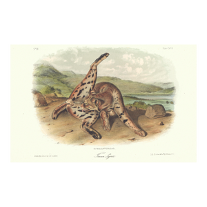 1851 Audubon Quadruped Octavo Lithograph "Plate 92 Texan Lynx"