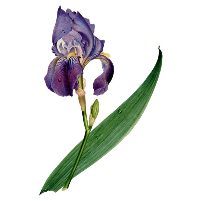 Circle of James Holland, Purple Iris Flower, 19th Century, Watercolour For Sale