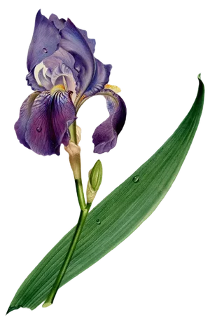 Circle of James Holland, Purple Iris Flower, 19th Century, Watercolour