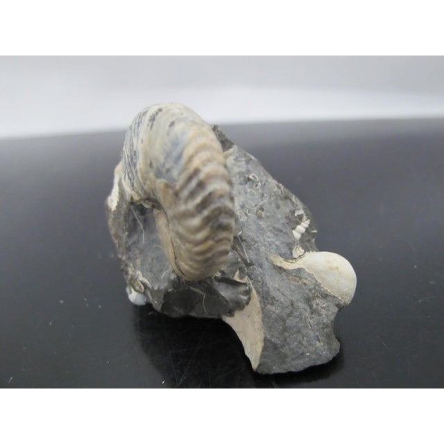 Rare discoscaphite ammonite from Fox Hills formation, South Dakota. Measures 2 1/8" x 1 1/4" x 1 1/2" tall. Excellent...