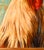 Wood Folk Art Rooster Archival Giclee Print, by Pam Lewis For Sale - Image 7 of 10