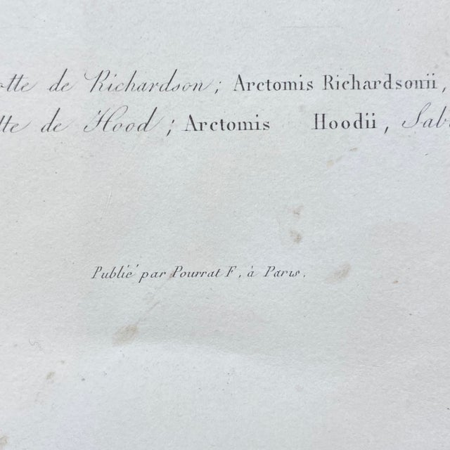 Paper French Antique 18th Century "Marmotte De Richardson" Animal Engraving Hand Colored Artwork For Sale - Image 7 of 8