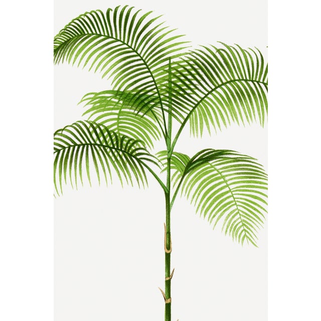 Vintage botanical artwork reproduced and refined for modern printing. Featuring graceful tropical palm fronds, airy...