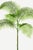Vintage botanical artwork reproduced and refined for modern printing. Featuring graceful tropical palm fronds, airy...