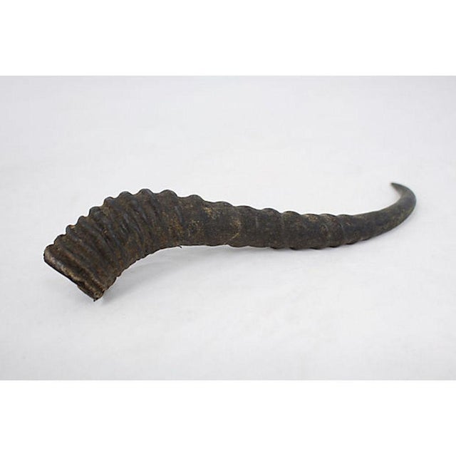 African Antelope Horn Chairish
