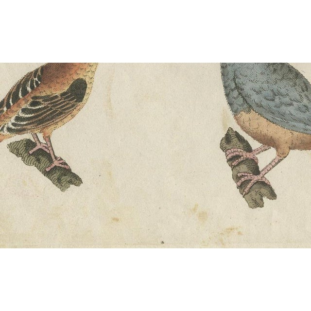 19th Century Bertuch, Tanagers and Java Sparrow Songbirds, 1805, Print For Sale - Image 5 of 12