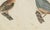19th Century Bertuch, Tanagers and Java Sparrow Songbirds, 1805, Print For Sale - Image 5 of 12