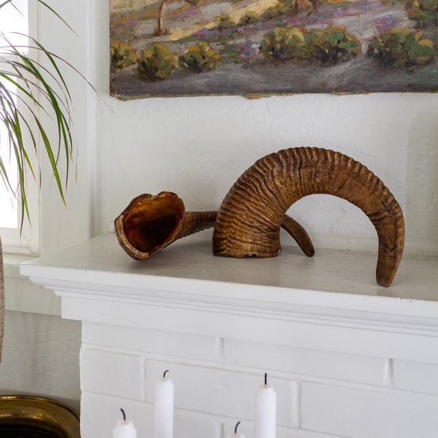 1970s Pair of Natural Taxidermy Waxed Ram Horns For Sale - Image 5 of 10