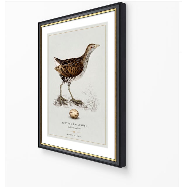 William Lewin 1789 Waterbirds Fine Art Gallery Board Print - The Spotted Gallinule For Sale - Image 9 of 15