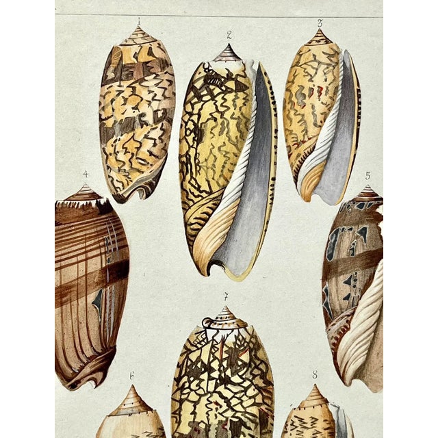 Mid 19th Century Rare Antique Hand Colored Print of Olive Sea Shells by F. H. Martini Circa 1850 For Sale - Image 5 of 7