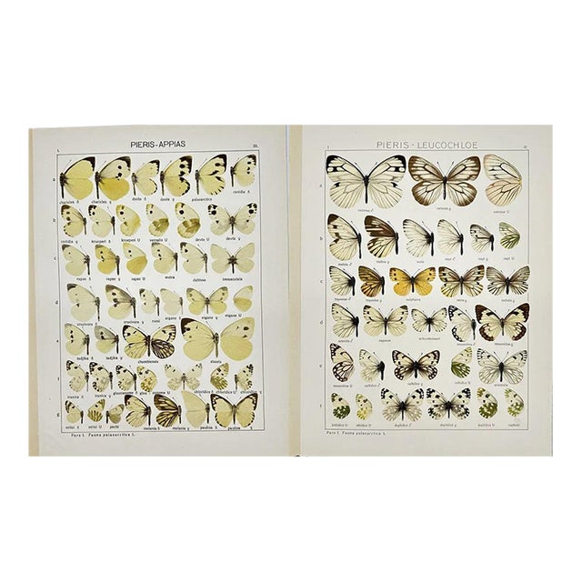Adalbert Seitz Butterfly Prints – Pieris - Appias & Pieris - Leucochloe (C. 1909–1915), Set of 2 For Sale