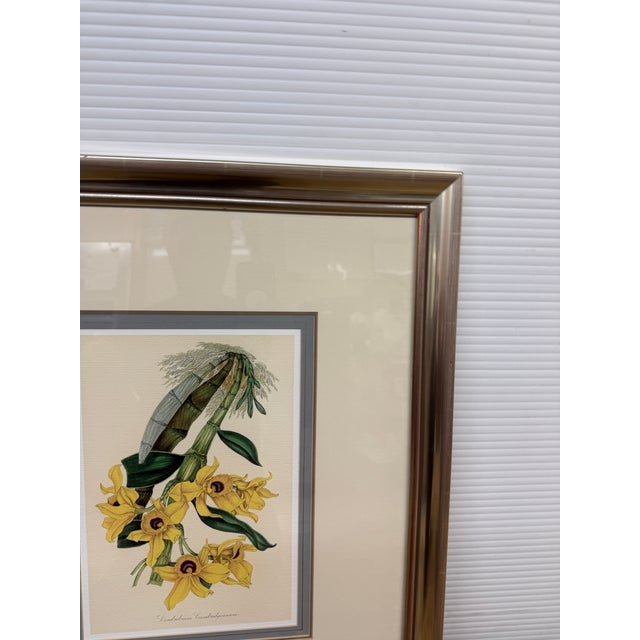 Early 21st Century Louis Van Houtte's Orchid Botanical Print, Framed For Sale - Image 5 of 12