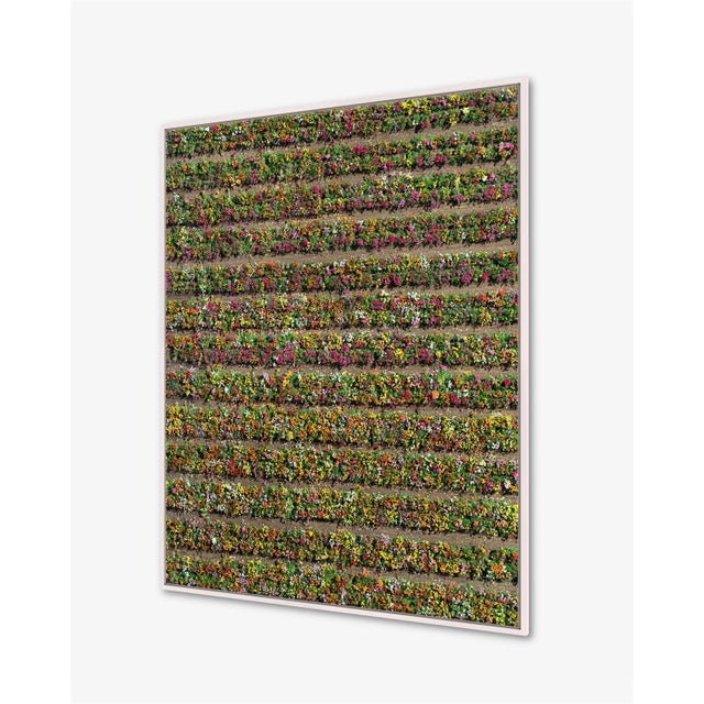 Contemporary "AV_California_Plants_020" Contemporary Limited Edition Fine Art Photograph by Bernhard Lang For Sale - Image 3 of 7