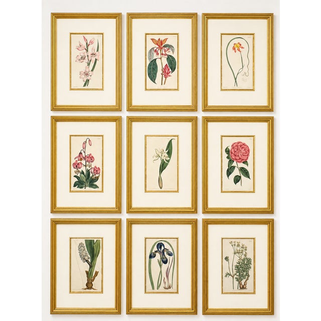 Illustration Botanical Set of 9 in Gold Leaf Gesso Mat by Curtis, 1842 (Framed) For Sale - Image 3 of 14