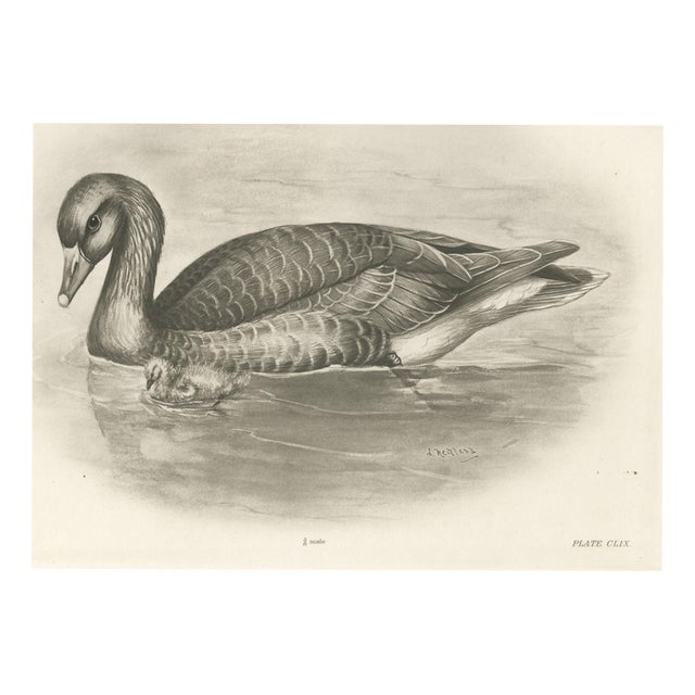 After Lilian Medland, Wild Geese on the Water, 1909, Print For Sale