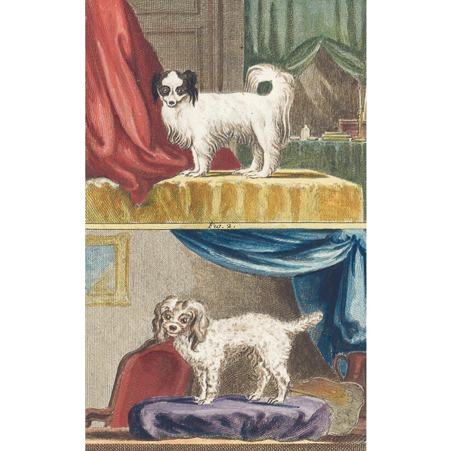This charming hand-colored 1758 engraving is one of the oldest available prints of a dog. Taken from the 10th volume...