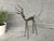 Modern Vintage African Bronze Gazelle Sculpture For Sale - Image 3 of 13