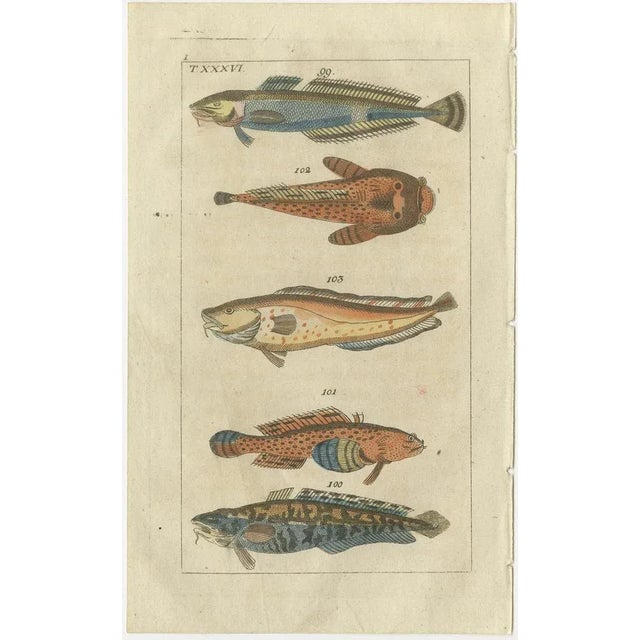 Set of two original antique fish prints. Viviparous blenny, Zoarces viviparus 104, shanny, Lipophrys pholis 105, tompot...