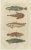 Set of two original antique fish prints. Viviparous blenny, Zoarces viviparus 104, shanny, Lipophrys pholis 105, tompot...