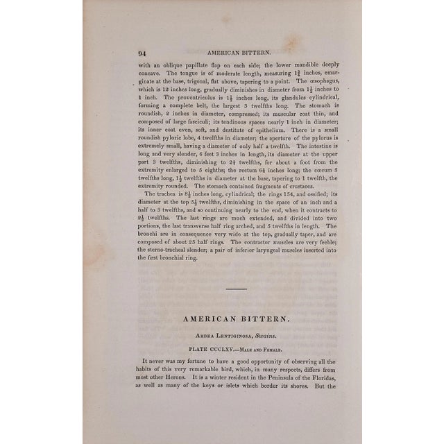 Mid 19th Century Audubon American Bittern: An Original 1st Ed. Audubon Hand-Colored Bird Lithograph, 1840 For Sale - Image 5 of 5