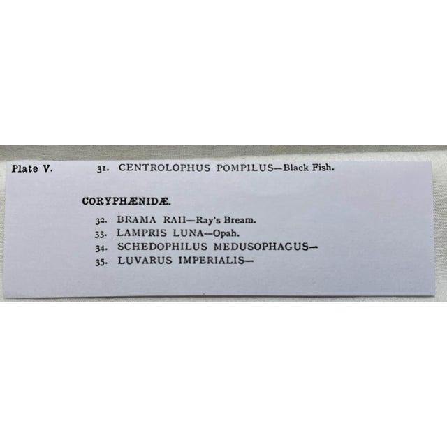 Cream Antique Fish Print From England Featuring a Black Fish, Ray’s Bream, Opah, Medusa Fish & a Louvan - Circa 1902 For Sale - Image 8 of 9