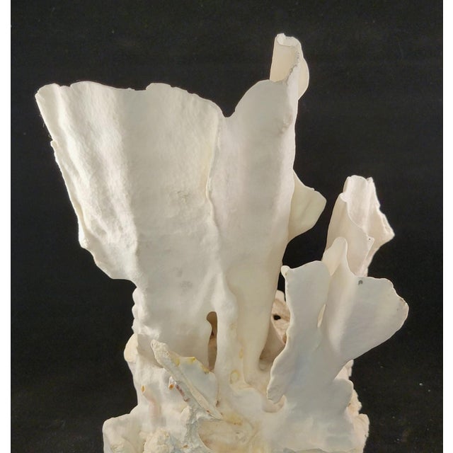 Authentic Natural Coral Speciman For Sale - Image 4 of 5