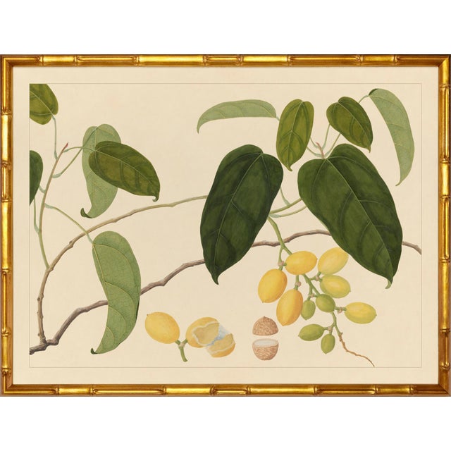 Not Yet Made - Made To Order Group of Six Framed Tropical Botanicals in Bamboo Set #5 For Sale - Image 5 of 11