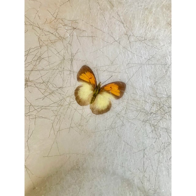 1960s Large Fiberglass Butterfly Serving Bowl For Sale - Image 9 of 10
