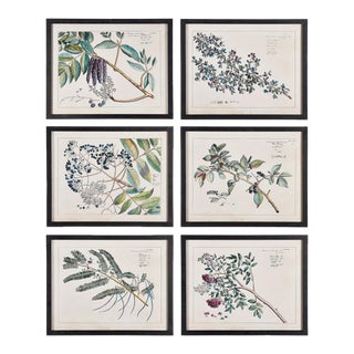 Berry Branch Botanical Study, Set Of 6 For Sale