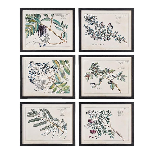 Berry Branch Botanical Study, Set Of 6 For Sale