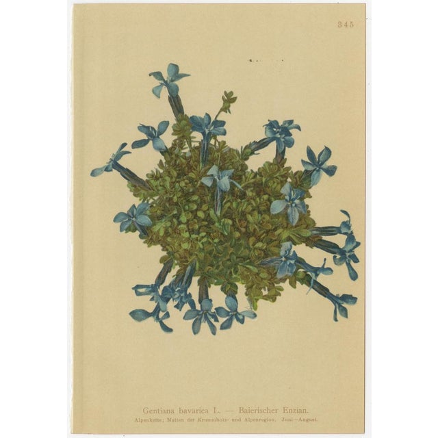 Paper Alpine Gentian Botanical Illustrations, 1897, Set of 4 For Sale - Image 7 of 9