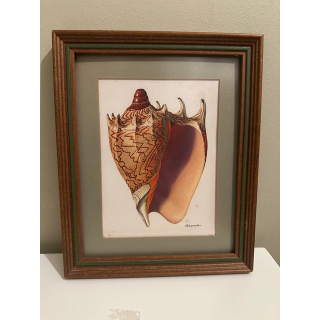 Vintage Seashell Print, Framed For Sale - Image 4 of 6