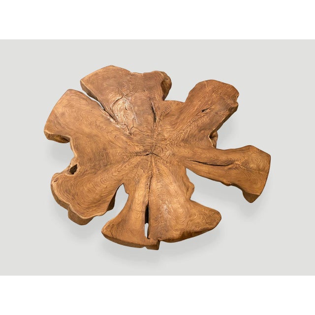 Brown Andrianna Shamaris Organic Teak Wood Root Coffee Table For Sale - Image 8 of 18