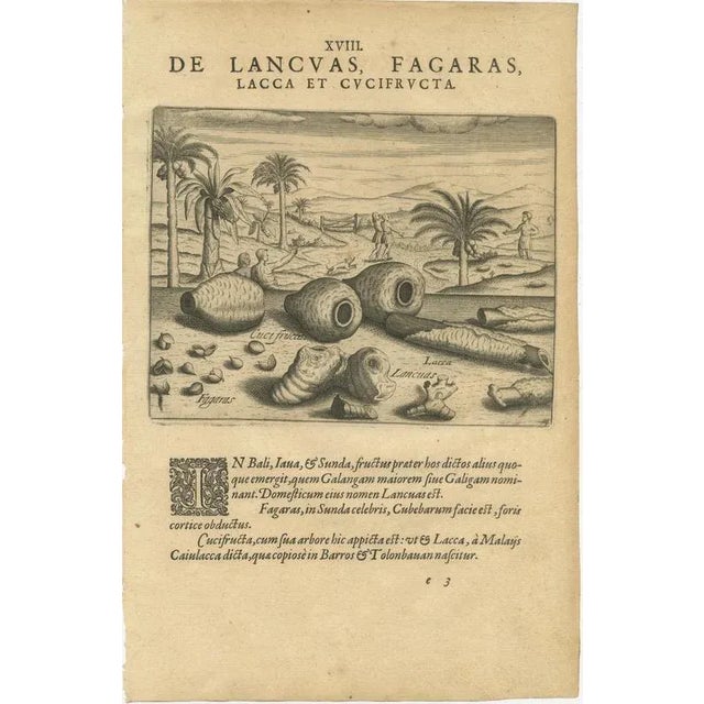 Paper Cinnamon and Aloe and Aromatic Plants, 1598, Paper, Set of 4 For Sale - Image 7 of 10